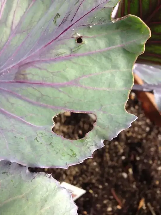hole I just discovered in the leaf of this otherwise very healthy Cabbage