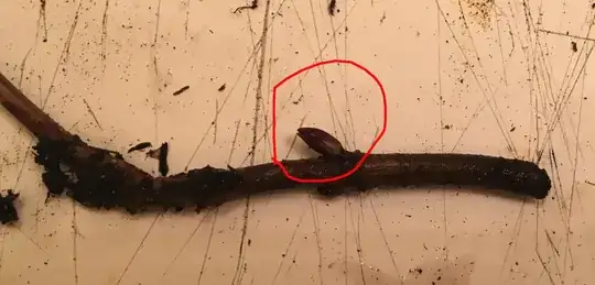 Leaf bud growing underground