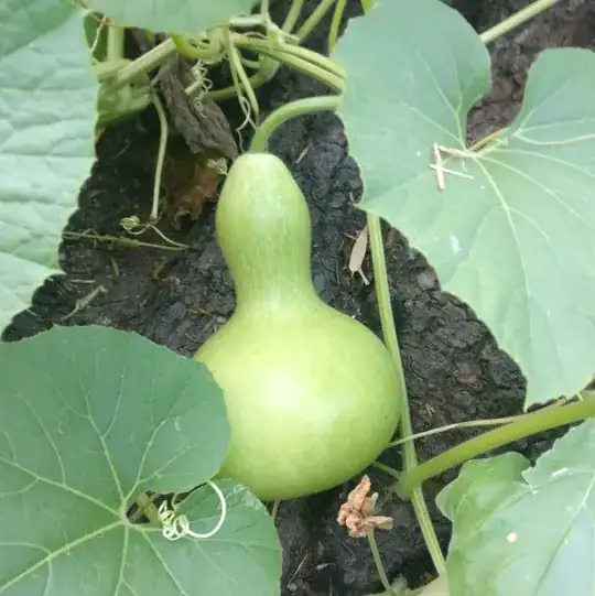 gourd