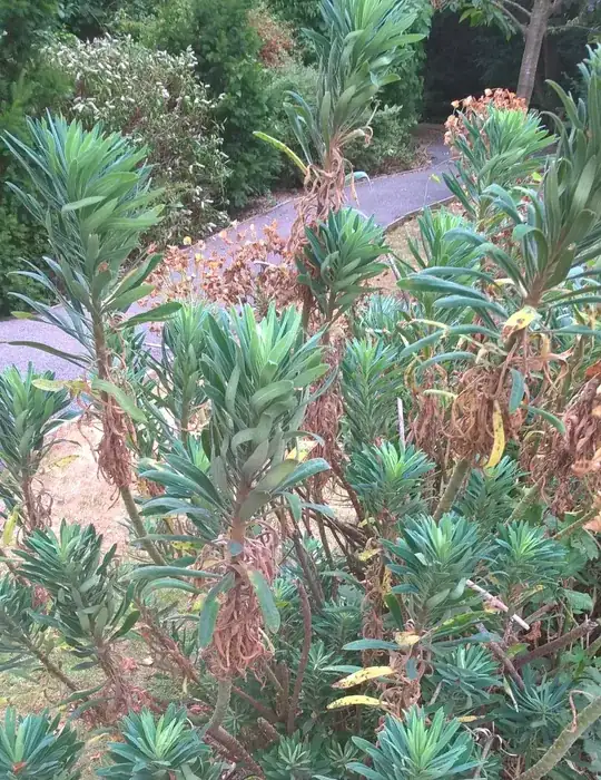 zoom-out actual plant