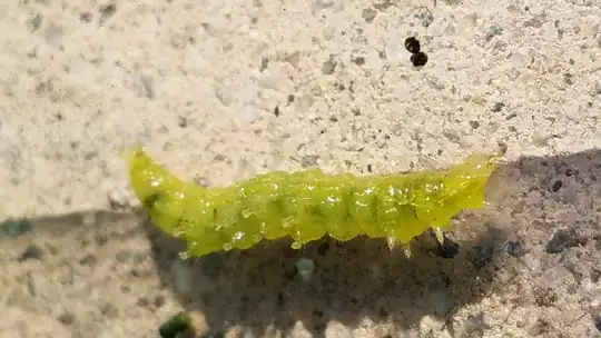 mysterious green caterpillar
