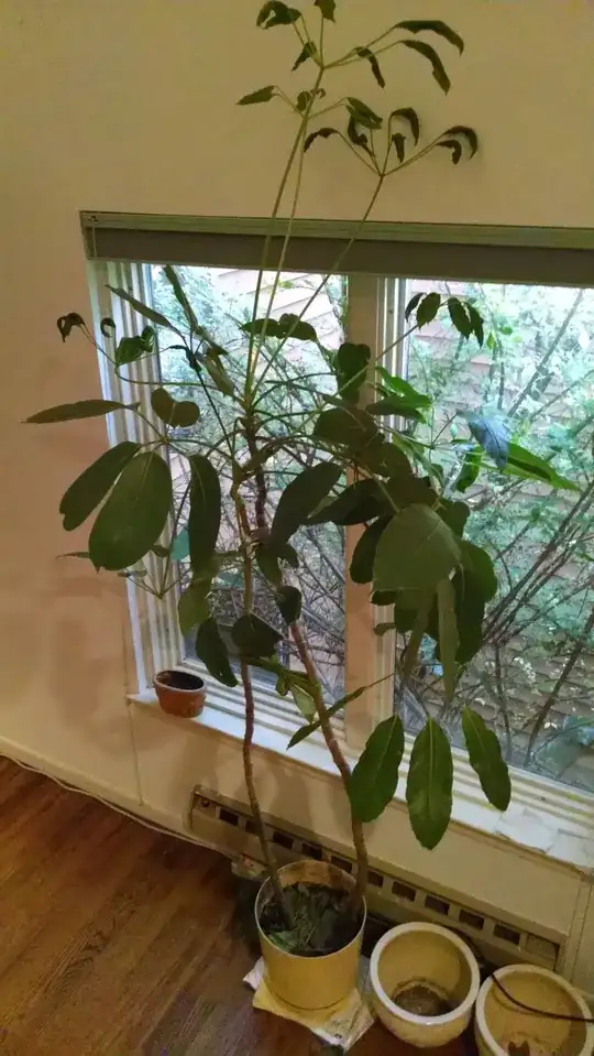 Larger Brom sideview better light Pic3