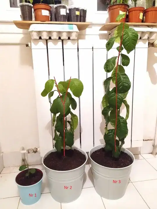 My lemon plants