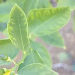 leaf paling towards edges