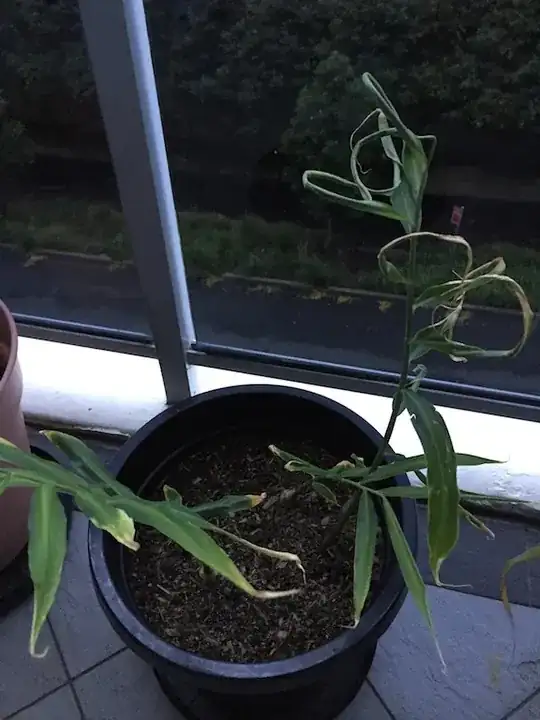 Ginger plant without dry leaves