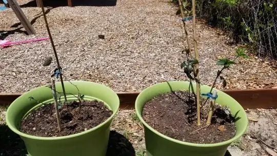 two separate purchased