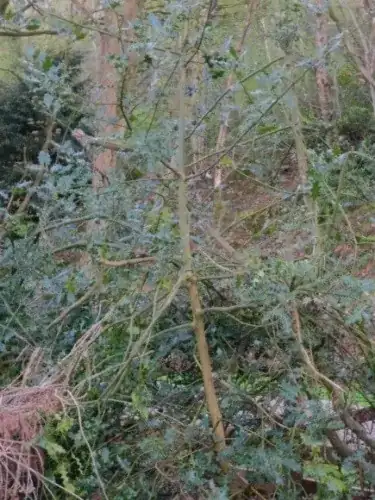 shed foundation undermined