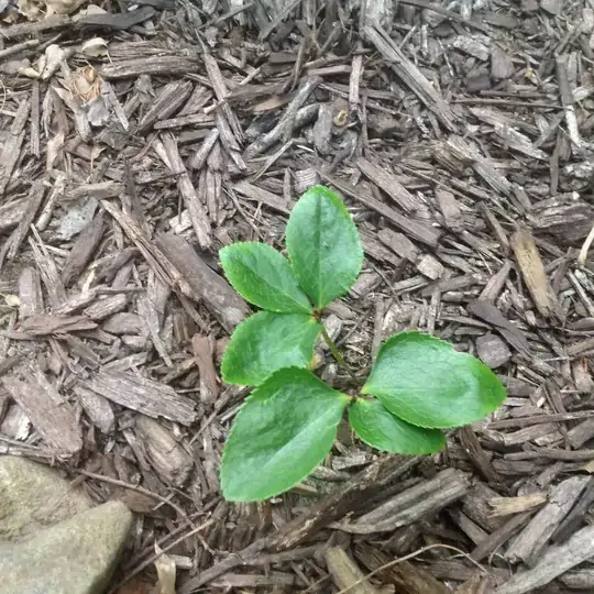 kale plant turn yellow