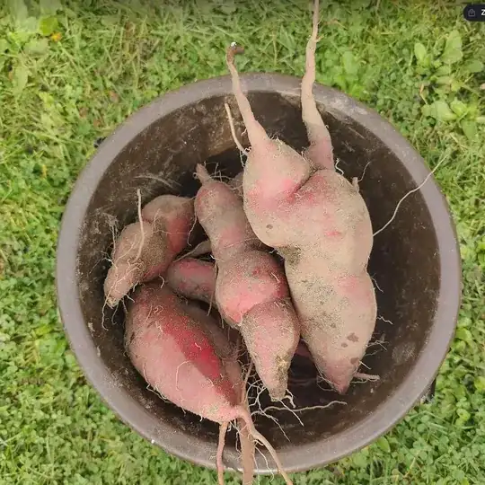 Sweet potato