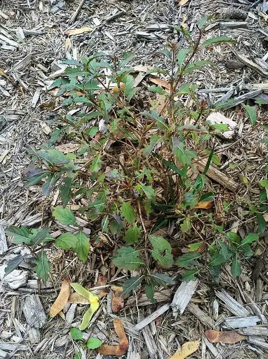 deeply planted cypress