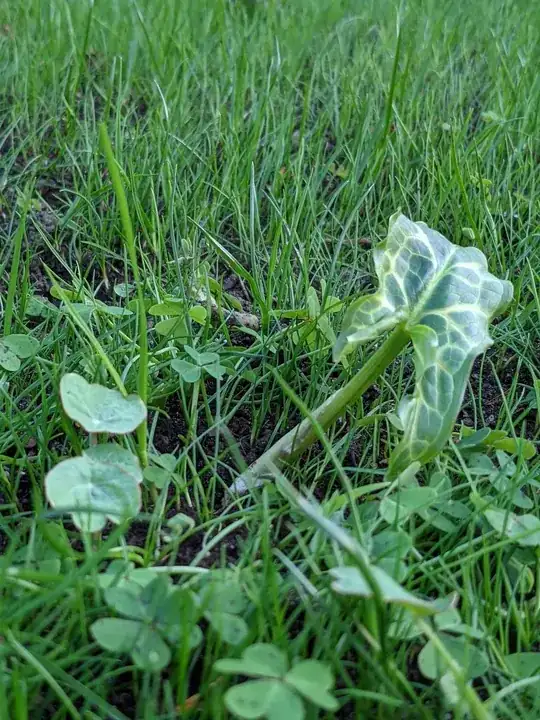 Oxalis in new seeded lawn