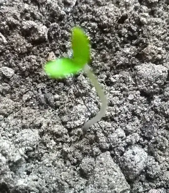 chicken manure compost