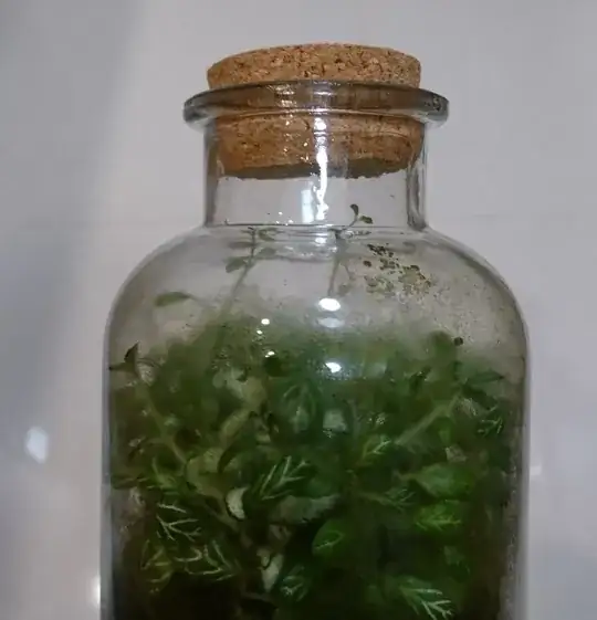 Photo of my bottle terrarium