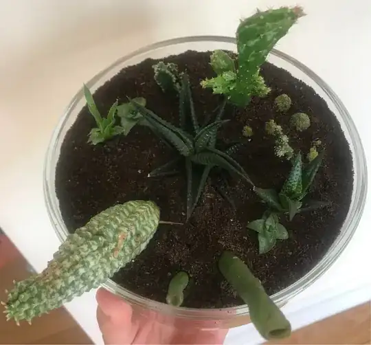 succulent dish garden view from top