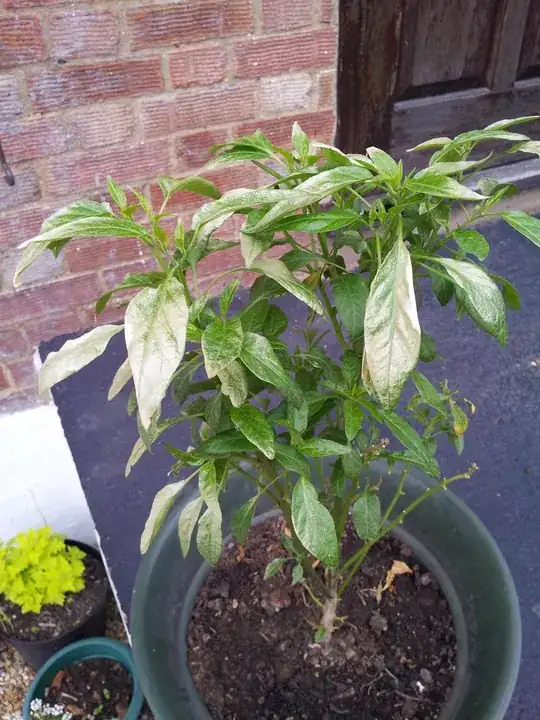 enter image description here