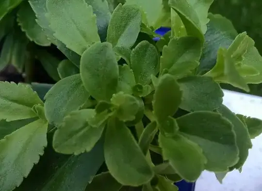 green roof schematic