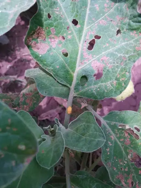 That yellow PEST stealing my Eggplant