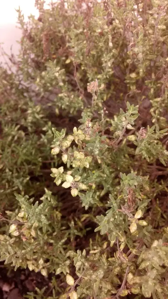 Thyme plant