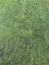 bright green patches in fescue