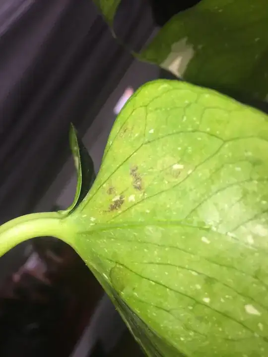 Monstera Bumps under leaves with discoloration