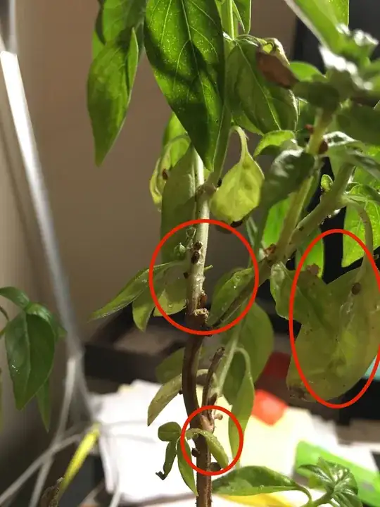Brown ooze / sap on Basil