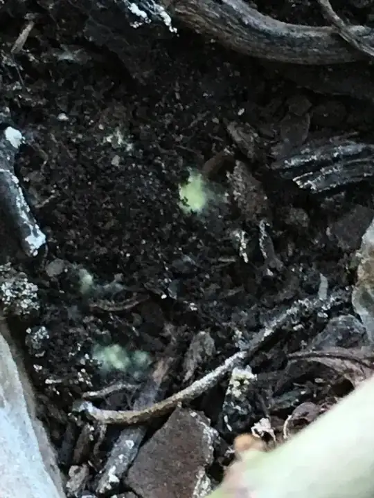 philodendron soil fungus 1