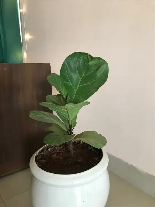 Cabbage looper on kale plant