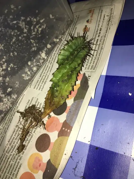 The second arm to rot