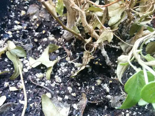White covering on the base of dying out ivy