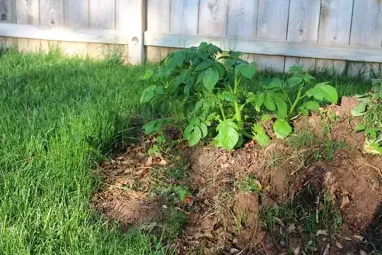 potatoes: Boil'em, mash'em, stick'em in a stew