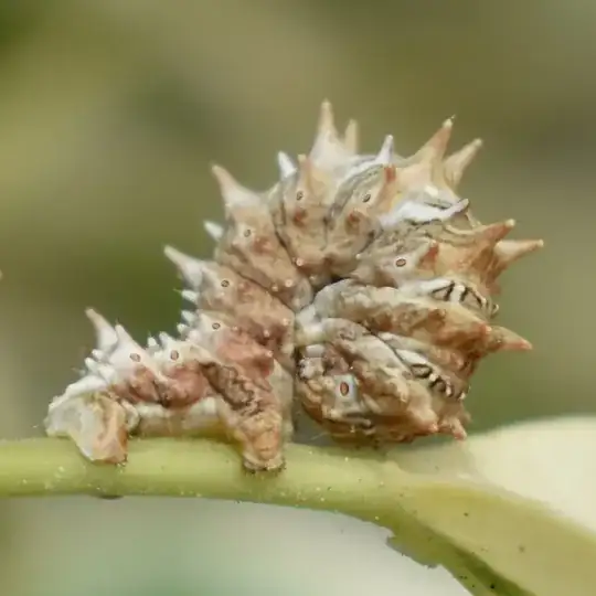 Found this caterpillar on my balcony, please let me know what it is!!