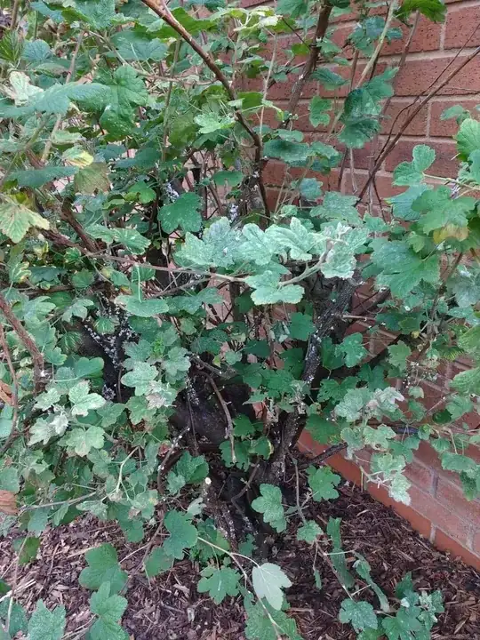 diseased flowering currant