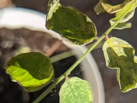 Webbing with tiny dots (probably insects)