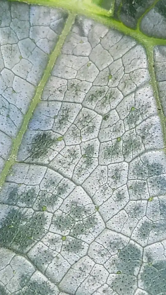 close up of leaf