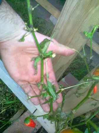 Picture of the pepper plant