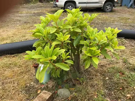 yellowish rhodo leaves