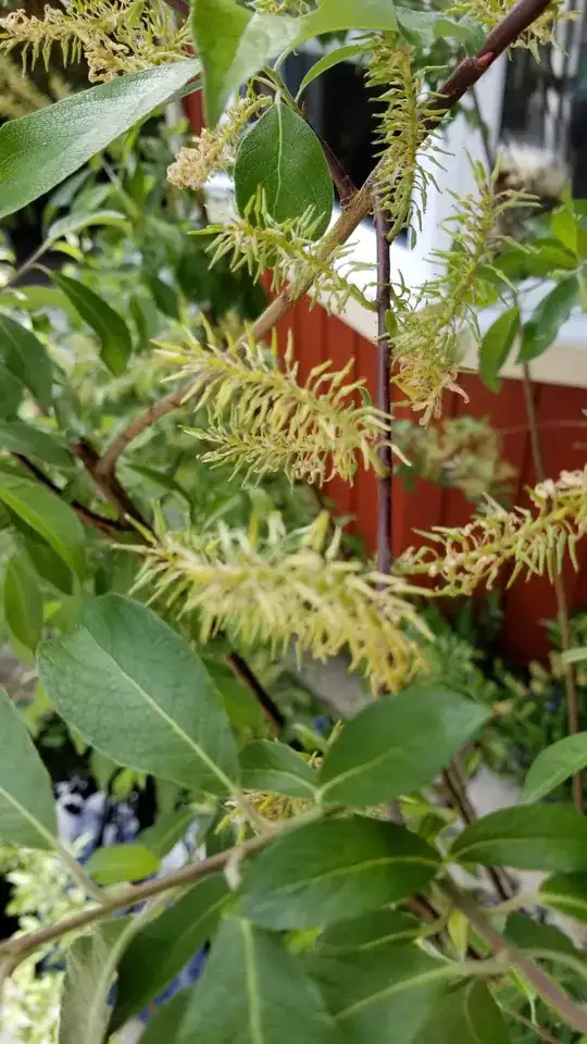 cephalanthus?