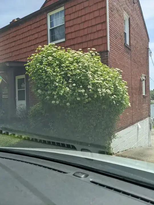 Image of the bush in question