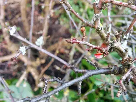Red leaves in autumn