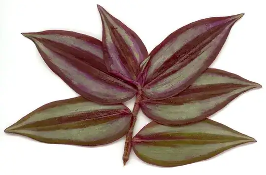 Tradescantia zebrina leaves (public domain image from Wikimedia Commons)