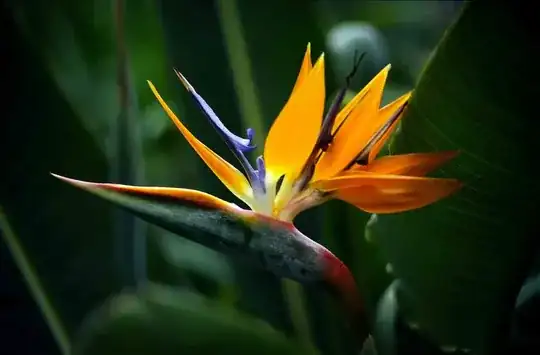 bird of paradise