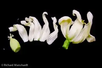 Female Papaya Flower