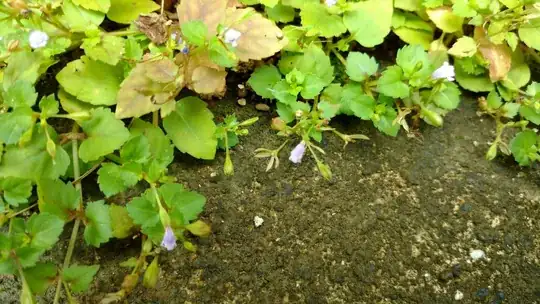 Close up of flowers 2