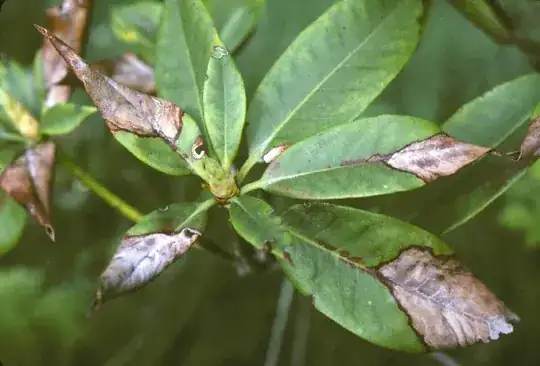 Image of azalea plant showing necrotic tips on several leaves