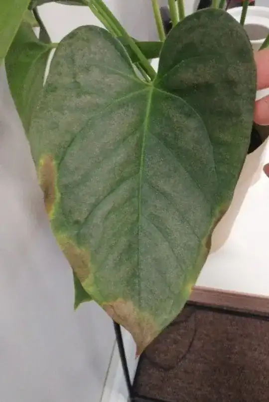 Leaf with discoloration