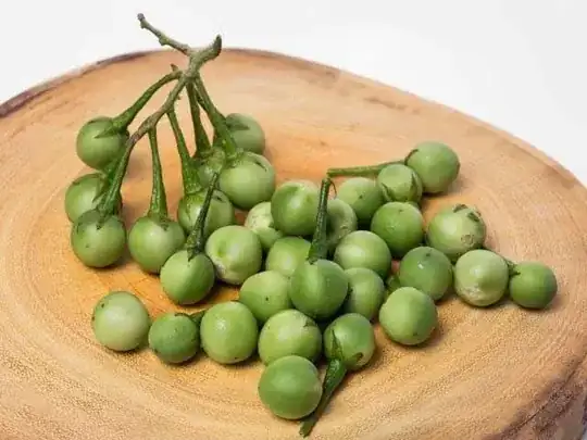 Turkey Berries / Sundakkai (Tamizh)