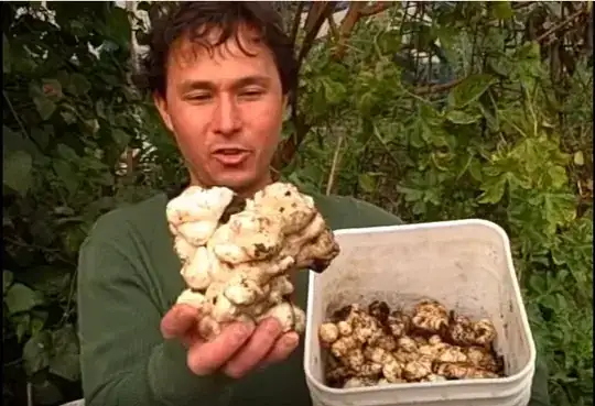 sunchoke like ginger