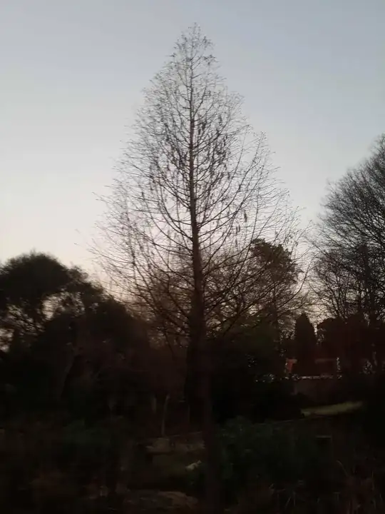 plant prior to injury