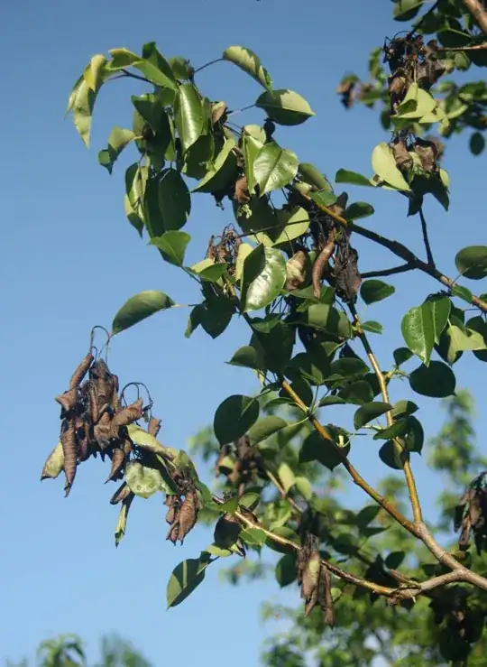 Detail view of some of the branches, showing the dead spots