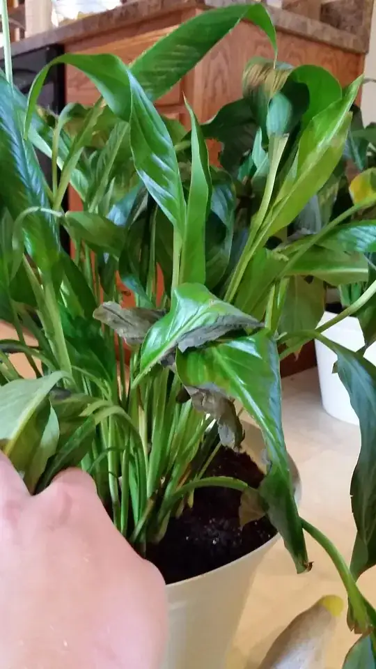 newly rejuvenated rhododendrons in new install